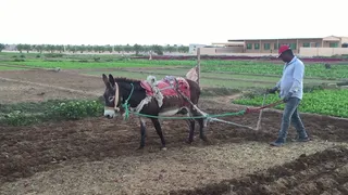 কাতারে বাংলাদেশিদের কৃষি কাজে আয় ৫০ হাজার টাকা